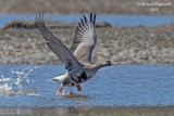 Oie rieuse - Greater White-fronted goose m19 