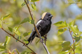 Goglu des prs - Bobolink m19 2