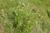Mauve musque - Musk mallow - Malva moschata m19 1