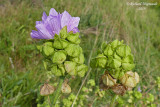 Mauve musque - Musk mallow - Malva moschata m19 2