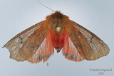 8158 - Phragmatobia assimilans - Large Ruby Tiger Moth m20