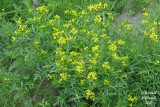 Rorippa sylvestre - Creeping yellow-cress - Rorippa sylvestris 1 m20