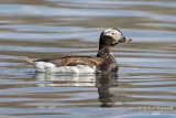 Harelde kakawi - Long-tailed Duck m20 