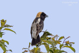 Goglu des prs - Bobolink m20