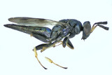 Eulophidae - Subfamily Eulophinae sp3 m20