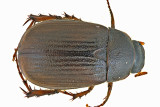 Scarab Beetle - Serica sp7 