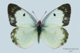 4209 - Clouded Sulphur - Coliade du trfle, femelle, forme blanche m21
