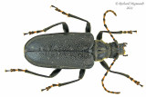 Longhorned Beetle - Brachysomida bivittata 1 m21