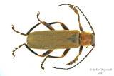Soldier Beetle - Cantharis rufa m21