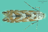 0736 - Aspen Leaf Blotch Miner Moth - Phyllonorycter apparella m21 