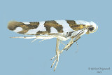 2457 - Bronze Alder Moth - Argyresthia goedartella m21