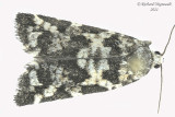 2745 - Spruce Needleminer Moth - Taniva albolineana m21