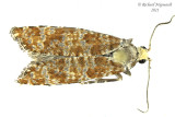 2892 - Retinia albicapitana - Northern Pitch Twig Moth m21 2