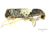 3186 - Goldenrod Gall Moth - Epiblema scudderiana m21 2