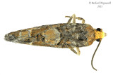 3240 - Spruce Bud Moth - Zeiraphera canadensis m21