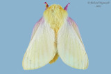 7715 - Rosy Maple Moth - Dryocampa rubicunda m21 