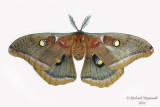 7757 - Polyphemus Moth - Antheraea polyphemus m21 2