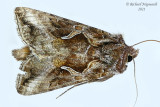 8909 - autographa rubida m21