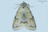 9207 - Unmarked Dagger Moth - Acronicta innotata m21 1