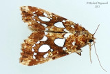 9633 - Silver-spotted Fern Moth - Callopistra  cordata m21 1