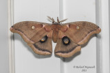 7757 - Polyphemus Moth - Antheraea polyphemus m21 
