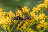 Paper Wasp - Polistes fuscatus m21 