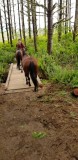 Bunrt Ridge Trail