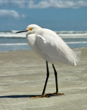 Egret_P3M1381.jpg