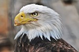injured bald eagle - Haliaeetus leucocephalus