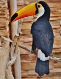 Toco toucan