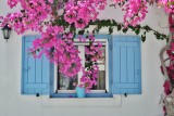 Blooming bougainvillea in the alleys of Antiparos.