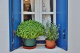 Windows with flowers.