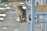Kitty at Dio Choria village.