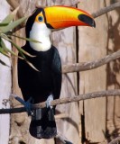 Toco toucan