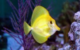 Yellow tang (Zebrasoma flavescens)