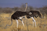 Ostrichs
