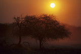 African Sunset