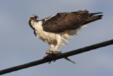 Osprey