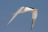 Royal Tern