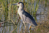 Black-crowned Night Heron