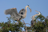 Great Blue Herons