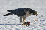 Peregrine Falcon