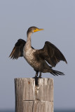 Double-crested Cormorant