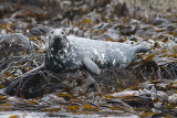 Grey Seal