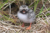 Artic Tern chick