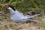 Artic Tern and chick