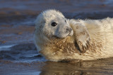 Baby Seal