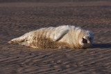 Baby Seal