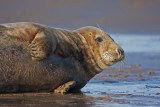 Grey Seal