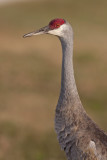 Sandhill Crane